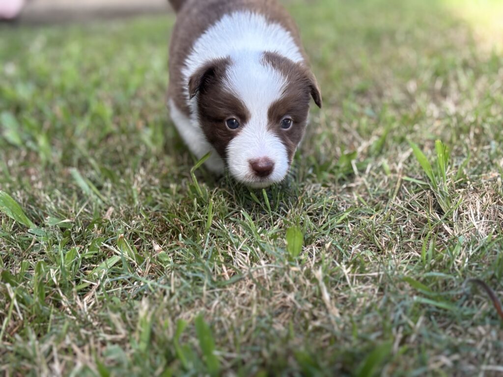 Available Puppies coco