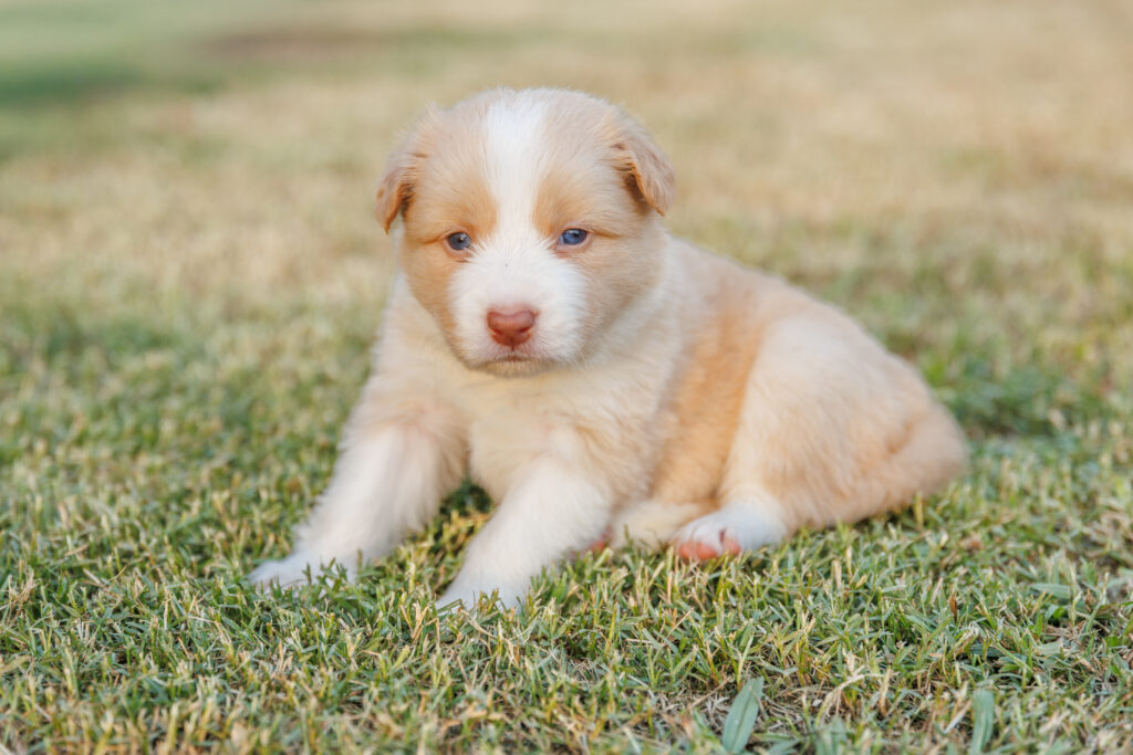 Available Puppies img 0021