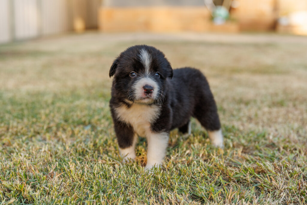 Available Puppies img 0062