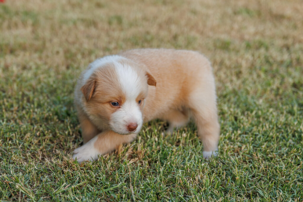 Available Puppies img 0105