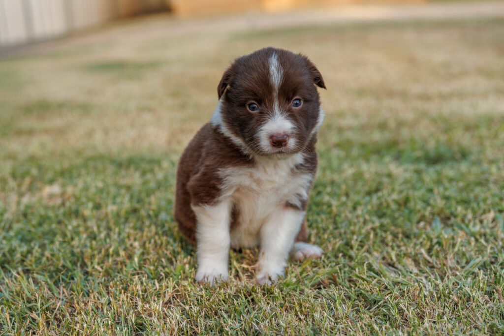 Available Puppies img 0133