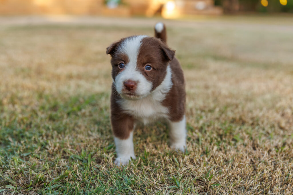 Available Puppies img 0146