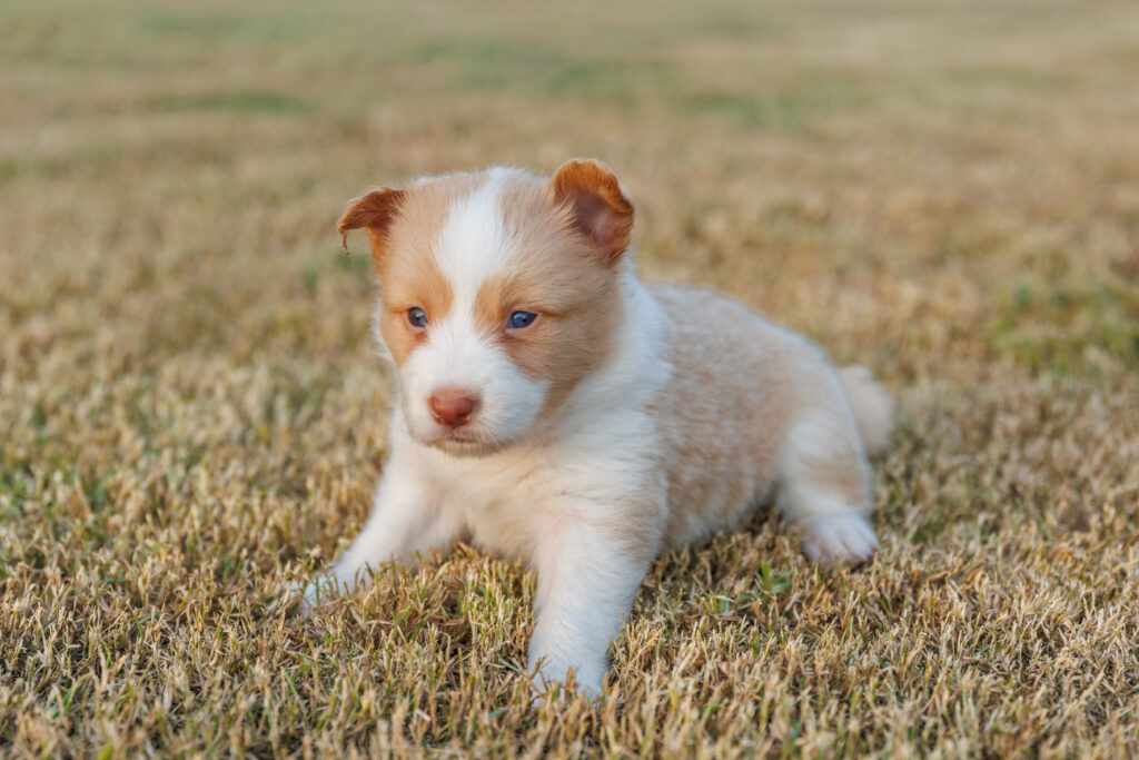 Available Puppies img 0172