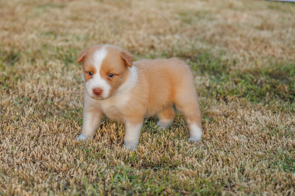 Available Puppies img 0215