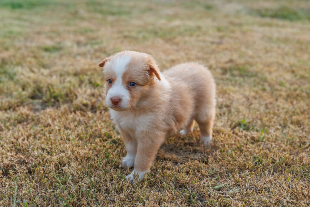 Available Puppies img 0238