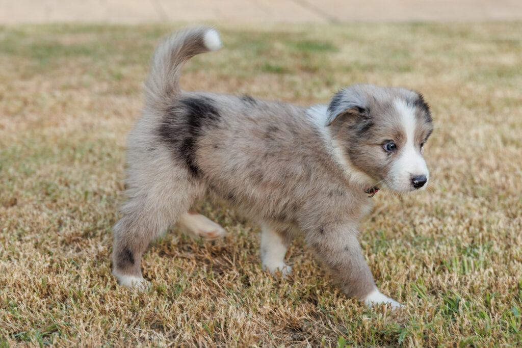 Available Puppies img 0295