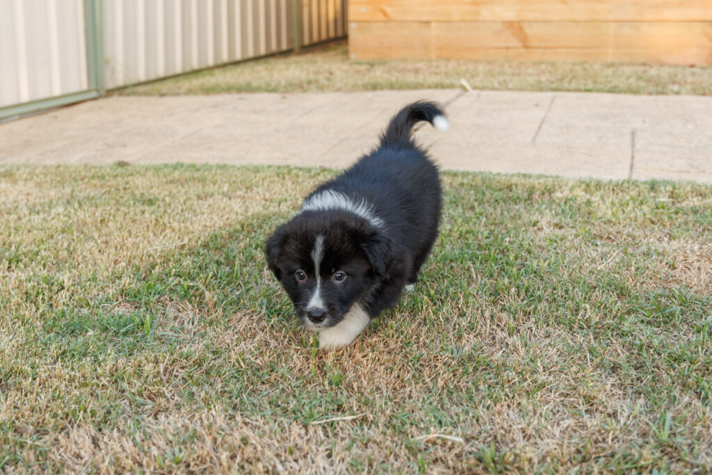 Available Puppies img 0332