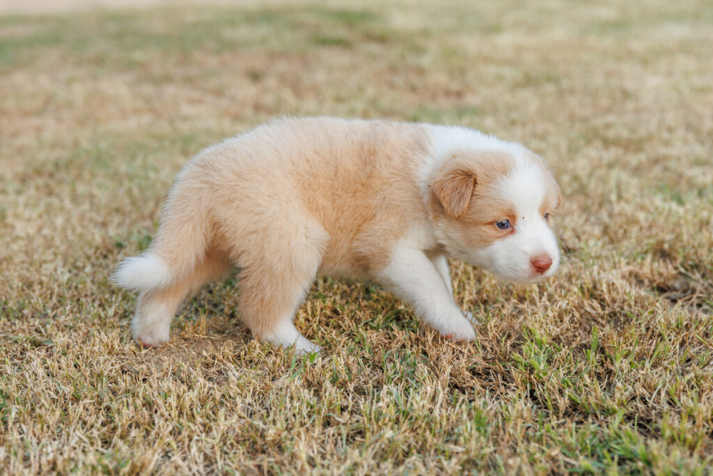 Available Puppies img 0347