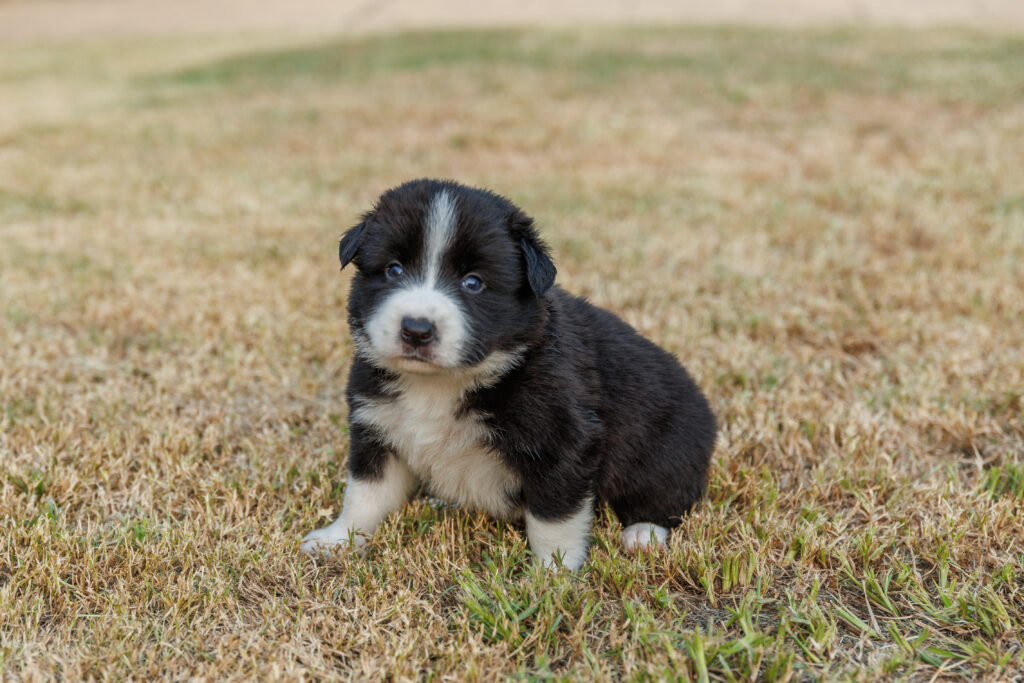 Available Puppies img 0355