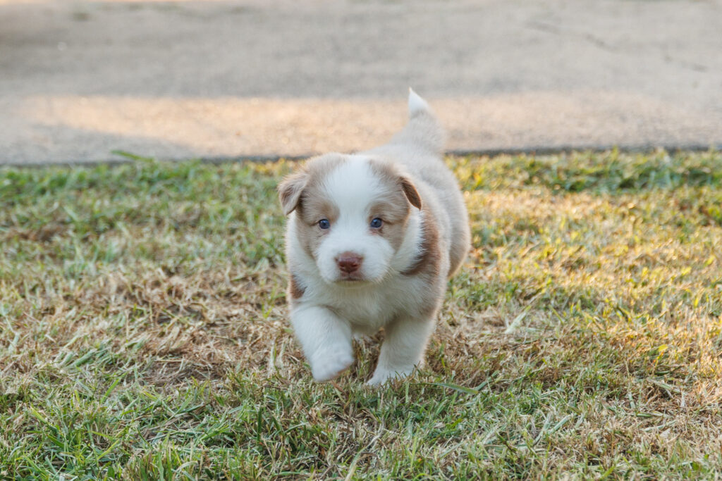 Colour and Genetics img 0368