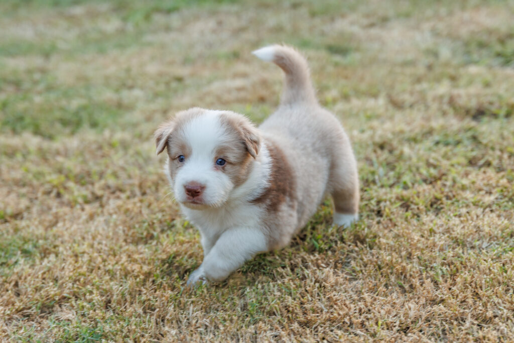 Available Puppies img 0375