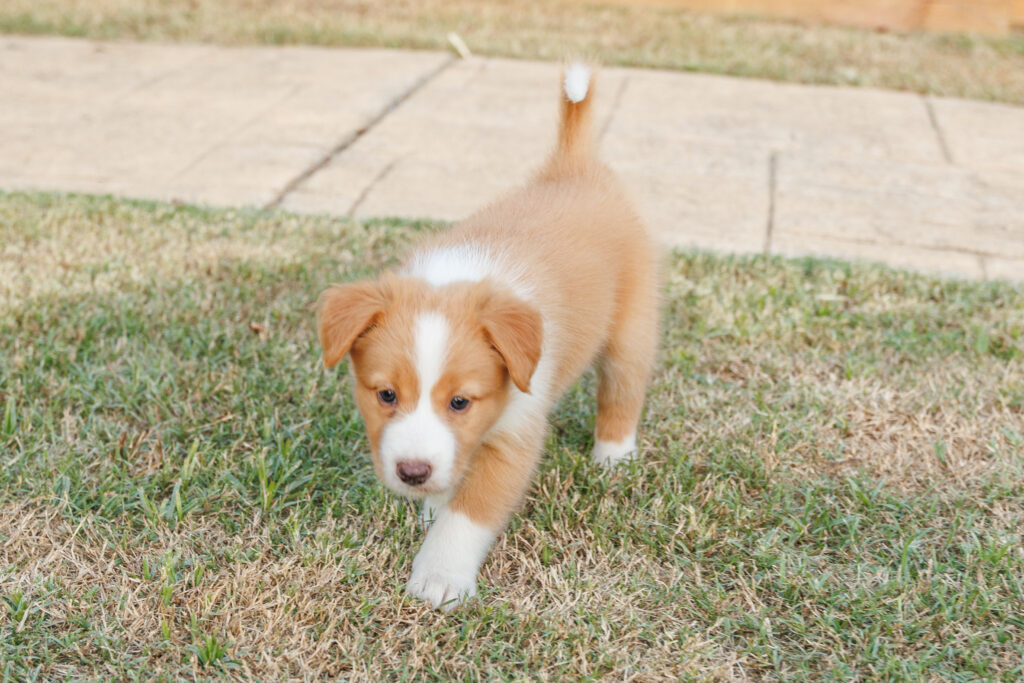 Available Puppies img 0399