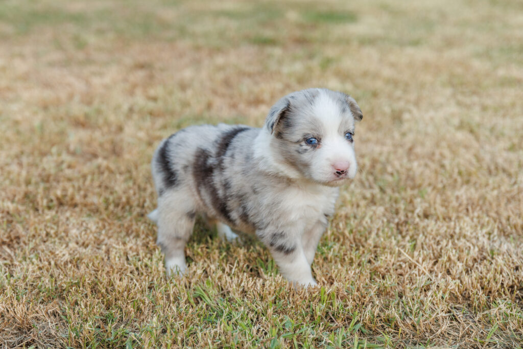 Available Puppies img 0421