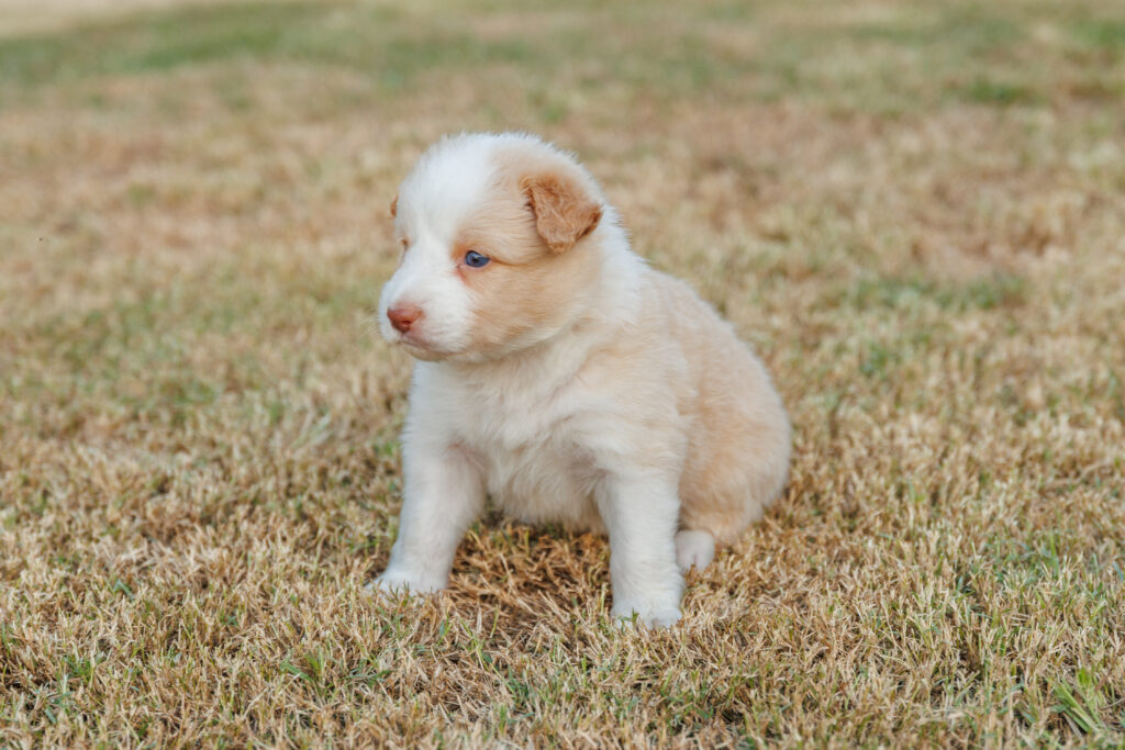 Available Puppies img 0427