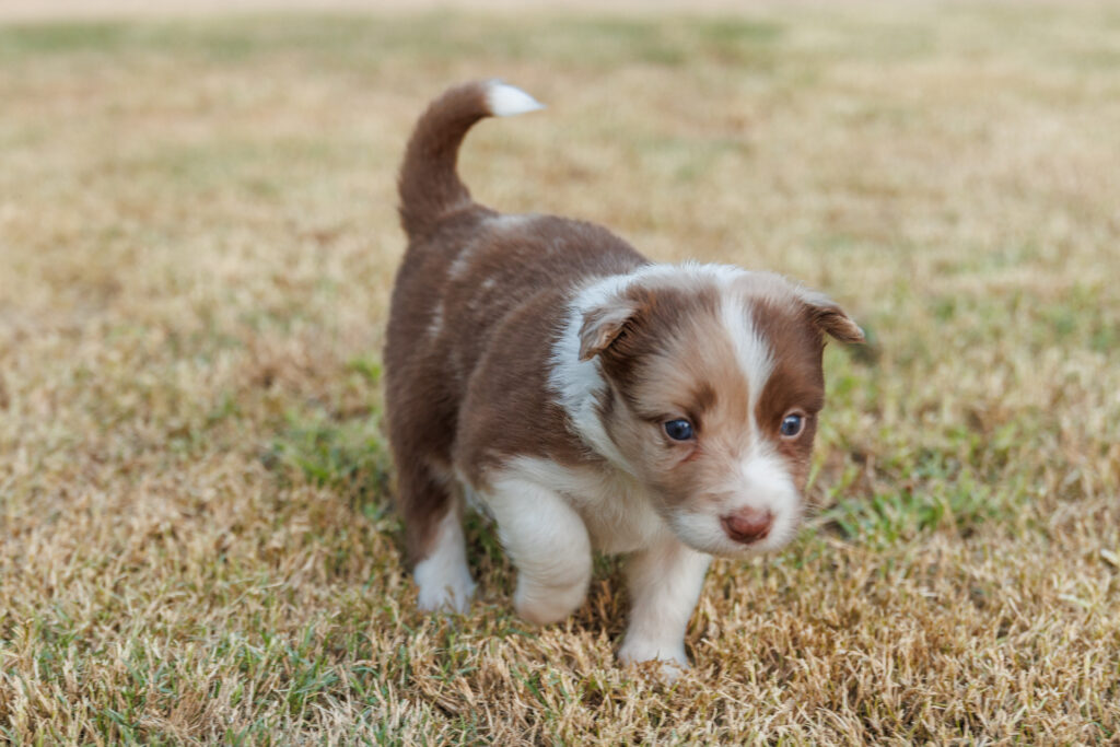 Colour and Genetics img 0448