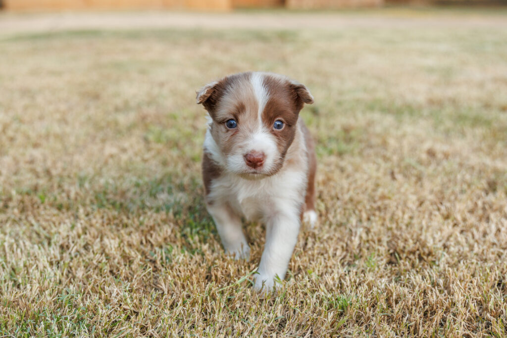 Available Puppies img 0455