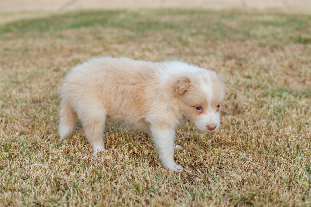 Available Puppies img 0465