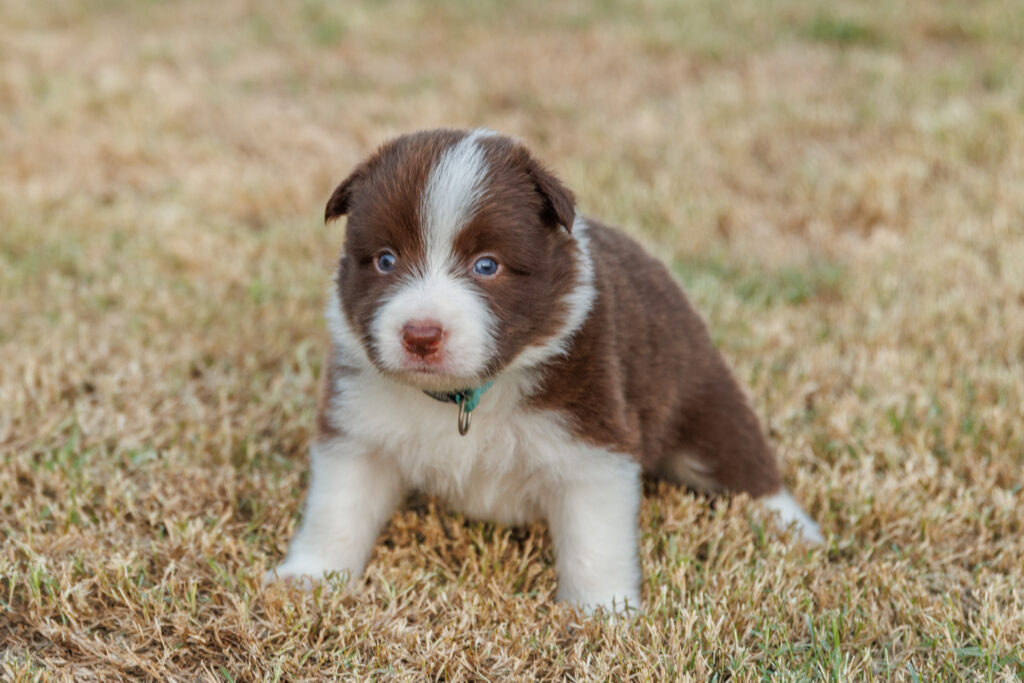 Available Puppies img 0475