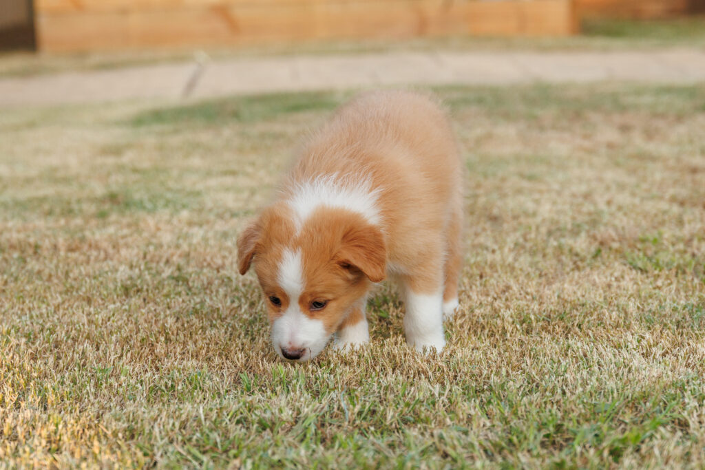 Available Puppies img 0491