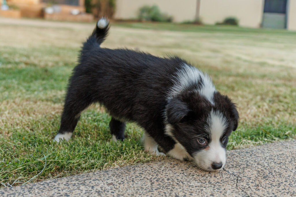 Available Puppies img 0531