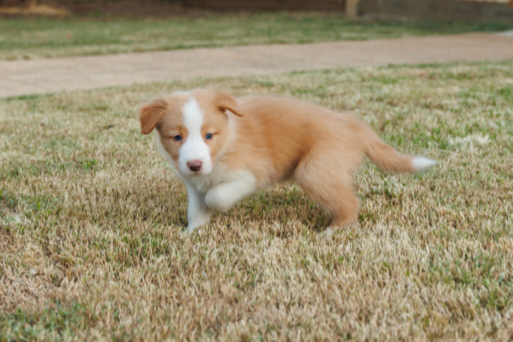 Available Puppies img 0554