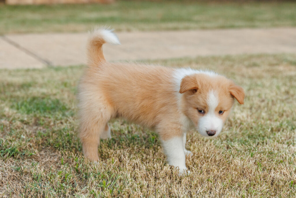 Available Puppies img 0568