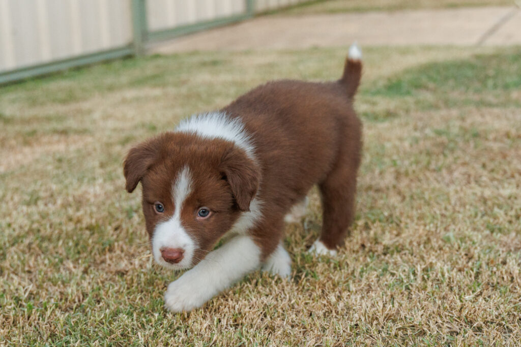 Available Puppies img 0581