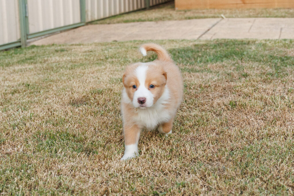 Available Puppies img 0594